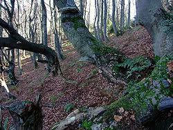 Rezerwat przyrody Śnieżnica